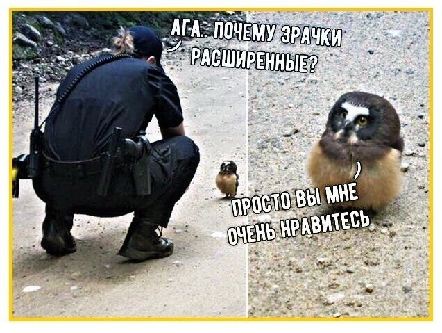 Не очень адекватный юмор