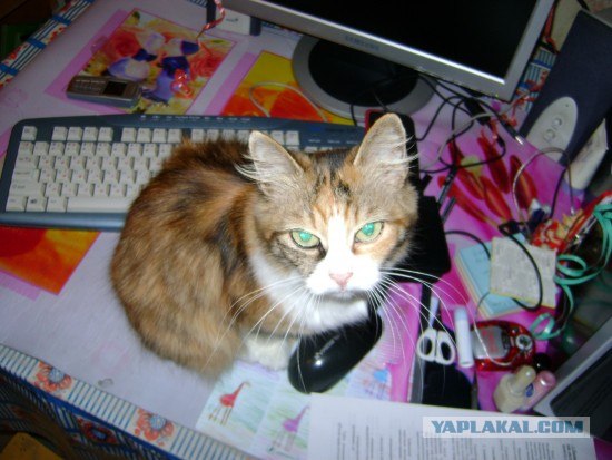 Котовторник (13.01)