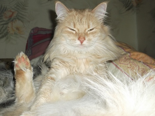 Профессиональный котовторник