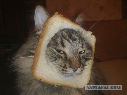 Хлебно-кошачья мода