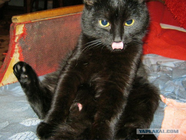 Котовторник! 13.03.2012