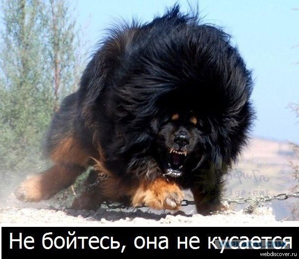 Челябинская сторожевая... щенок еще