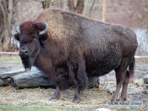 Бизон – американский родственник зубров