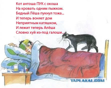 Кот, Антошка и порошок