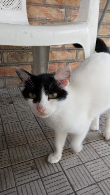 А котовторник уже начался?