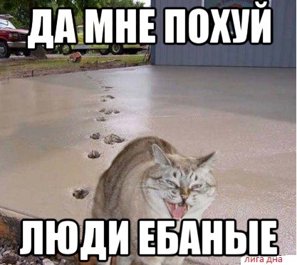 Пушистые засранцы срывают удаленку и не только