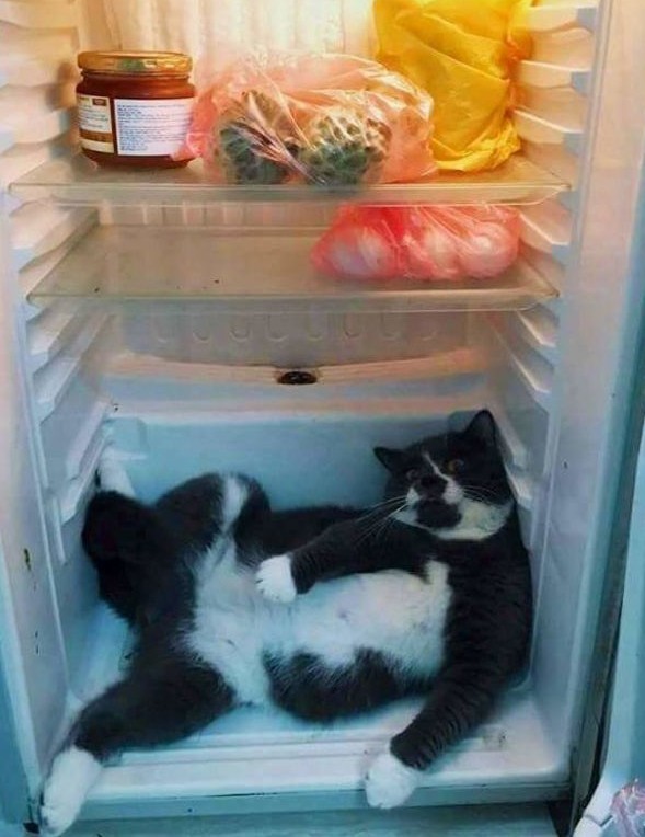Котовторник так котовторник