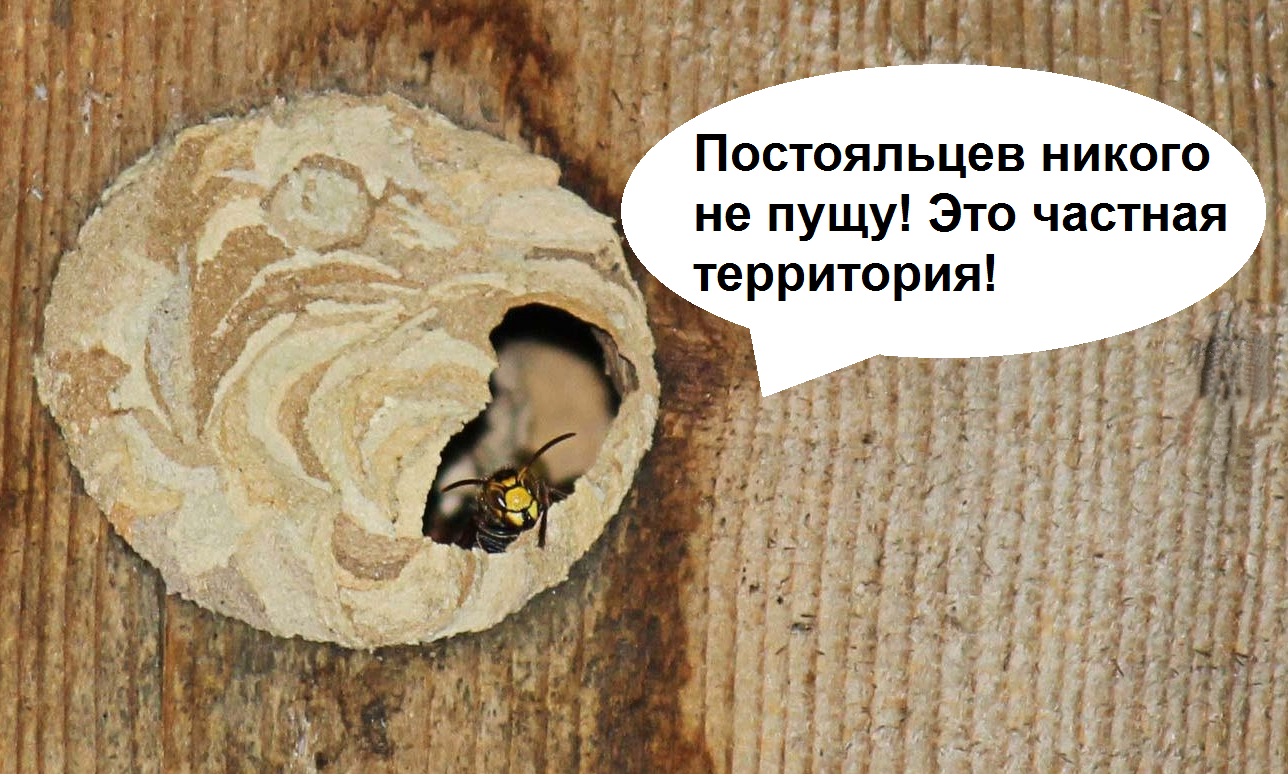 Шершень залетел в дом. Домой залетел Шершень. Что делать если в дом залетел Шершень. К чему залетает Шершень в дом.