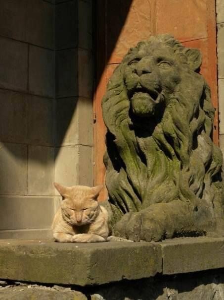 Кошки на развалинах города Помпеи