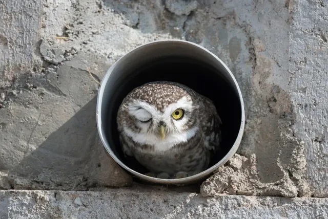 Заряд позитива: взгляните на 25 самых забавных снимков