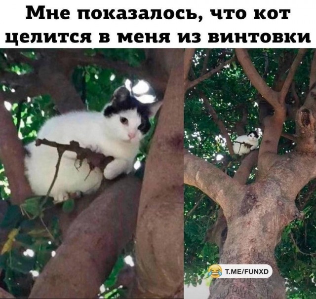 К котовторнику: подборка картинок-баянов с котиками и про котиков. Выпуск 17