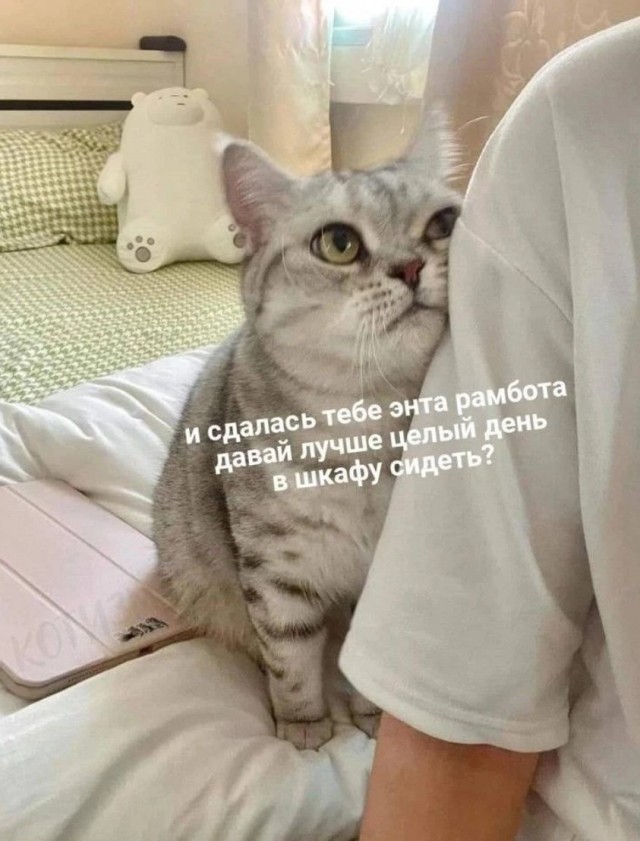 Подборка картинок-баянов с котиками и про котиков. Выпуск 21