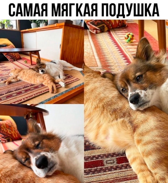 Так себе картинки 29.11.25