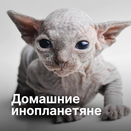 Гипотеза "Тёмного леса". Или почему молчит космос?