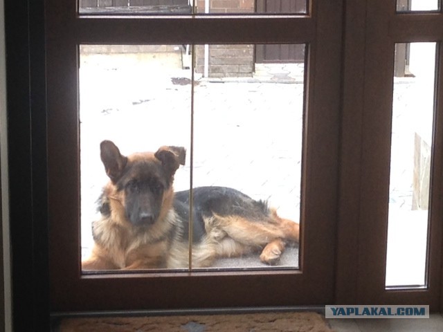 Мой собакен! Овчароид!