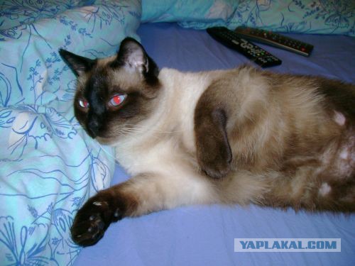 Тайские кошки