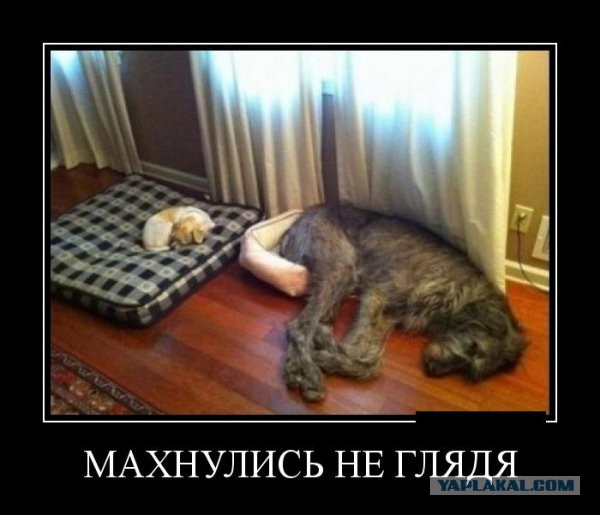 Весёлые картинки