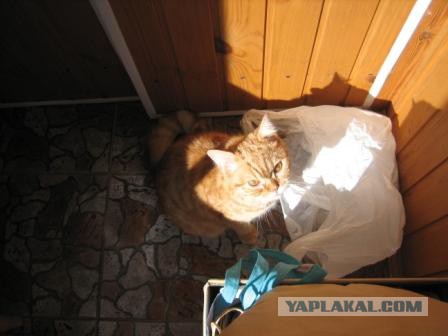 Котовторник   02.06.2015