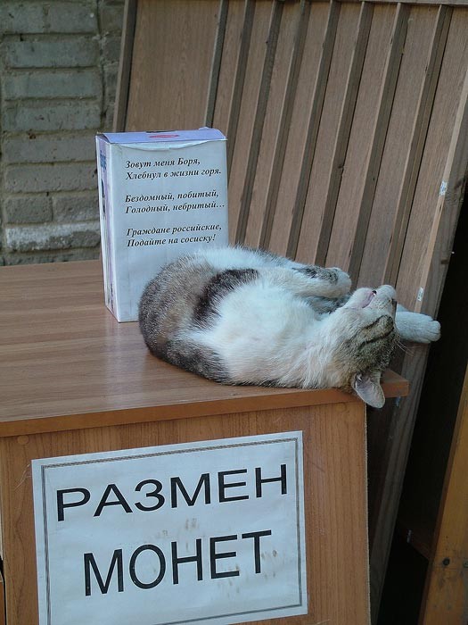 Коты, кошки, котята