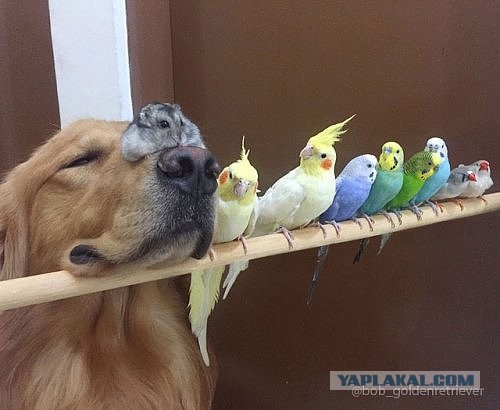 Смешные фотографии дикой природы