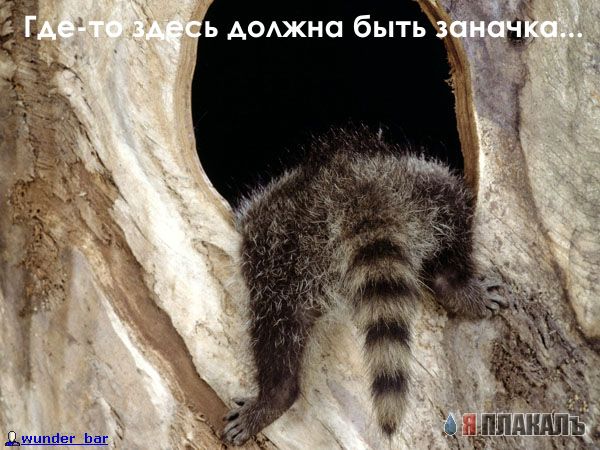 ГРЫЗУНЫ. Мыши, крысы, хомячки и т.д.