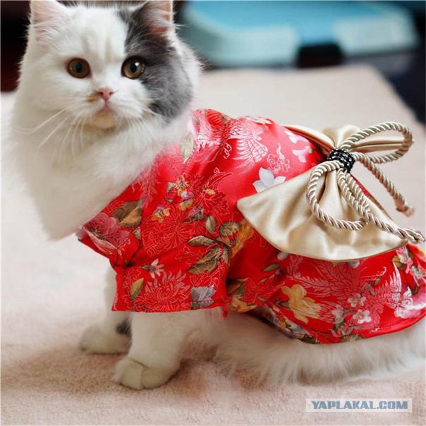 Кото-вторник 24 Мая 2016го :)