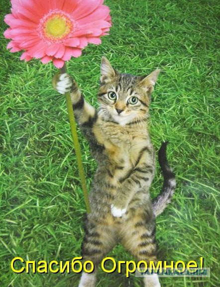 В Туле девушка спасла котёнка