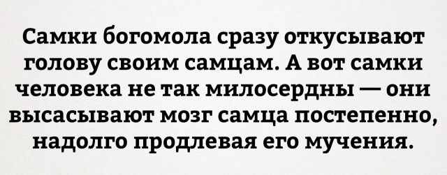 Богомол. Север Воронежской области.