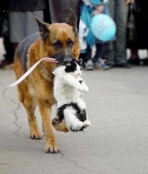 Коты из сети