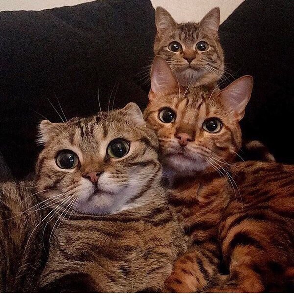 Коты и Кошки