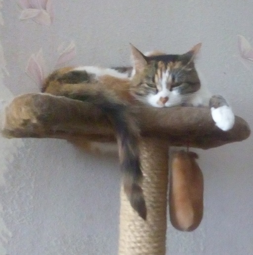 Котовторник 1.08.17