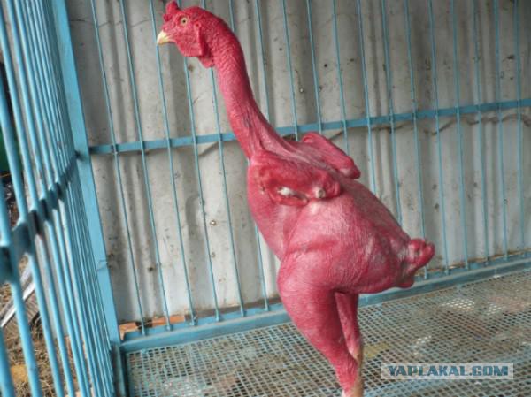 Хотите погладить тираннозавра по чешуйчатой коже? Теперь это возможно!