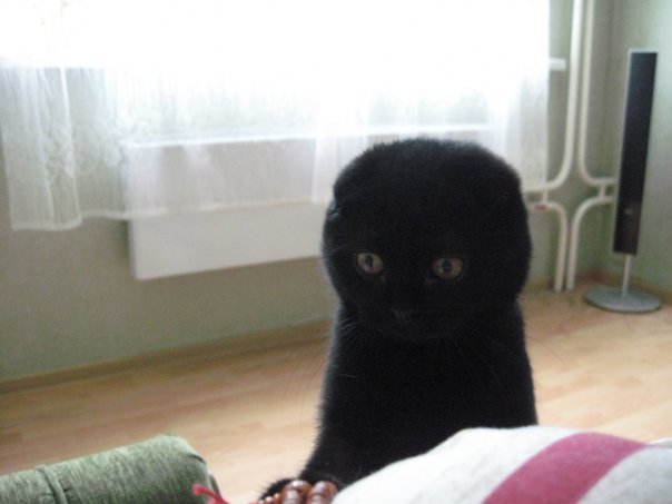 Прикольные коты на среду! ОЧЕНЬ МНОГО!