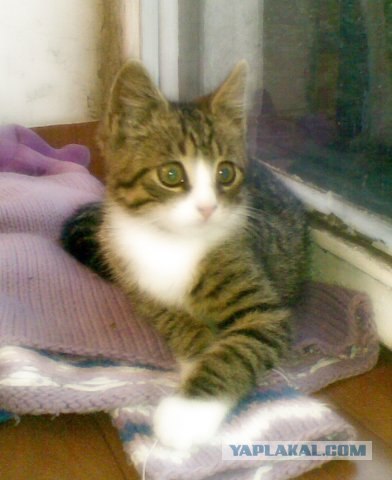 Котовторник  на  ЯПлакалъ