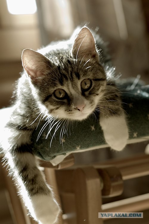 Котовторник на ЯПлакалъ