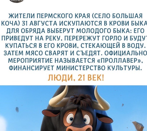 На празднике в Пермском крае принесут в жертву быка и омоются в его крови с одобрения Минкульта