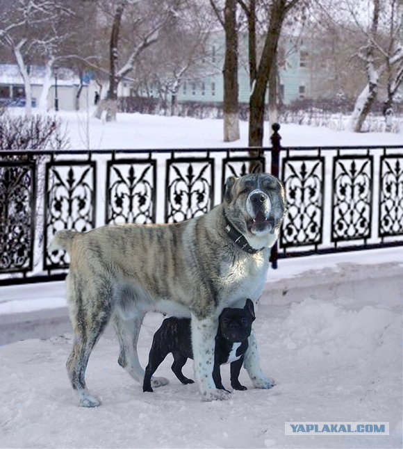 Собакосреда:) Съедим кошек:)