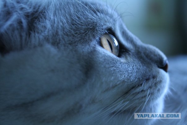 Котовторник 27 июля: лучше сидеть лежа!