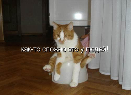 Котовторник 15.02.2011