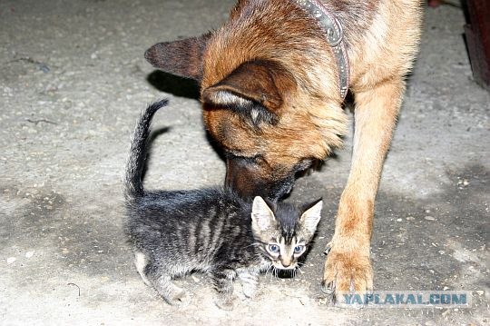 Кошачий март