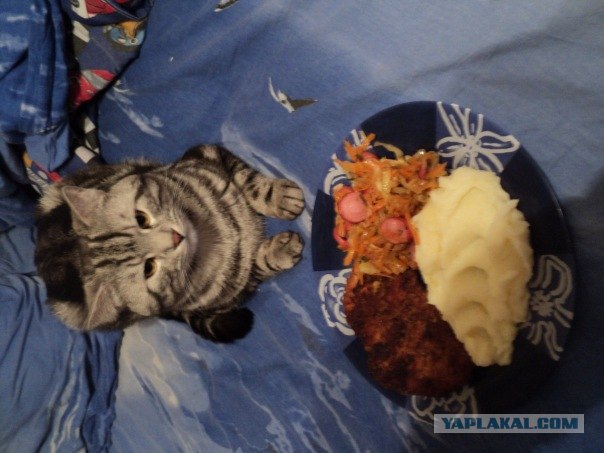 Котовторник. А как же?!