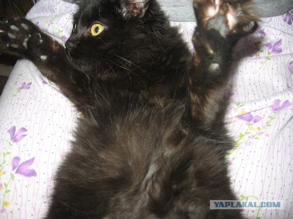 Состоятельный котовторник
