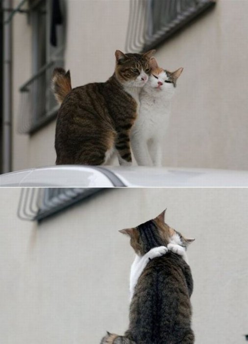 Котовторник: Кошки и ягнёнок