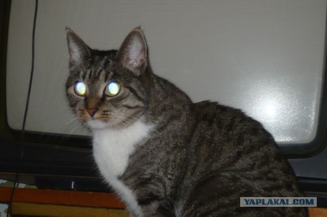 Котовторник 27.12.11