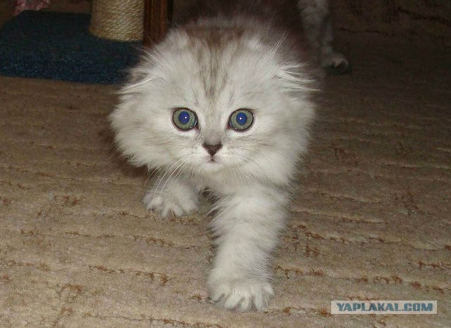Котовторник (24. 01. 2012 )