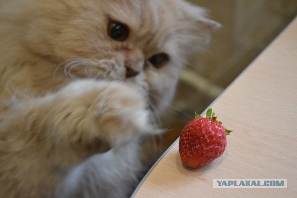 Котовторник 24.07.2012