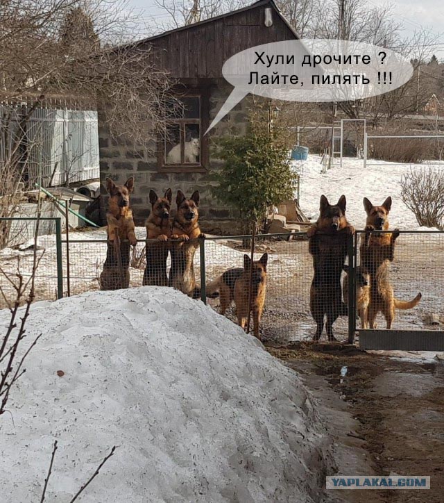 Подборка интересных и веселых картинок 02.04.19