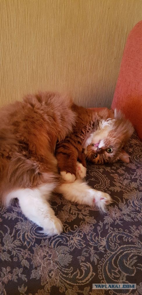 Как спят наши животины....