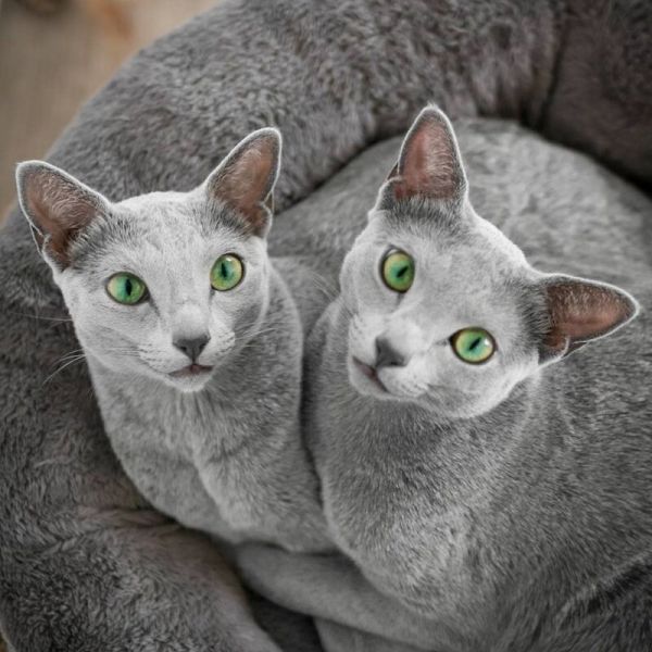 Забавные фото котеек