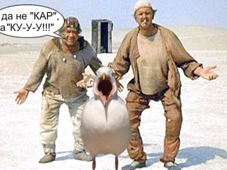 Чайка из Алькатраца